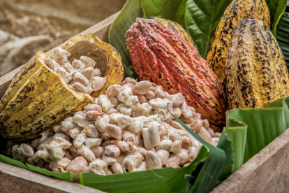 Cacao ecuatoriano en crecimiento: Productores aplican técnicas avanzadas.