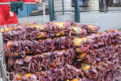 Durante la veda de cangrejo 2026 en Ecuador se prohíbe la captura, venta y transporte para conservar los recursos marinos.