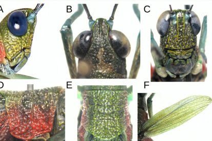 Este es el especimen macho de la especie denominada Pseudoutanacris grilla.
