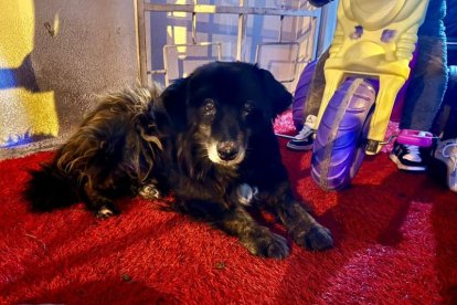 El perrito Oso fue maltratado en Quito.