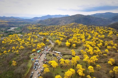 El florecimiento de los guayacanes cubre de amarillo el bosque seco de Zapotillo y atrae a turistas de todo el país durante pocos días del año.
