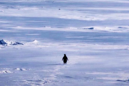 Grabado en la Antártida en 2007, el pingüino que se aleja de su colonia hoy es interpretado en redes como un reflejo de crisis personales, decisiones vitales y ruptura con el camino establecido.