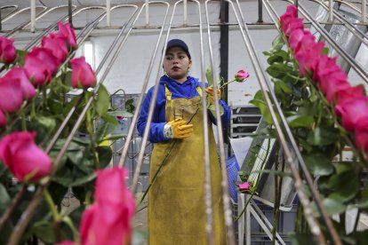 Una mujer organiza flores en la finca Mystic flowers, en Cayambe, Pichincha.