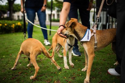 A través del expediente también se busca generar acciones en beneficio de los animales.