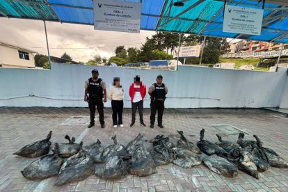 Material aurífero incautado durante el operativo policial en el sector de Villanueva, cantón Loja.