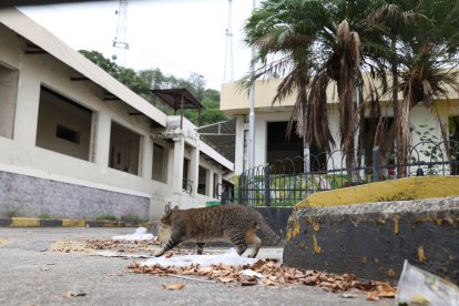 LOS FELINOS. Durante el recorrido se observaron gatos que viven en las instalaciones del antiguo hospital.