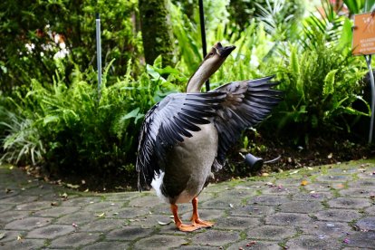 Ganso. Un ganso en el sector del Jardín Botánico, en La Carolina. El ave, de porte sereno y plumaje bien definido, se desplazaba con naturalidad por las áreas verdes y zonas cercanas a los senderos, acostumbrada a la constante presencia de visitantes.