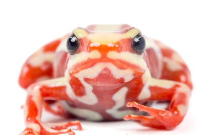 Fotografía cedida por Puce-Bioweb que muestra a la rana Epipedobates anthonyi.