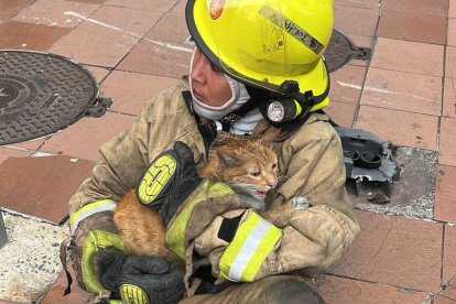 Foto que viralizó a Zandy Zurita en el rescate de aquel gato naranja.