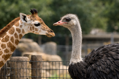 La curiosidad natural de los animales jóvenes quedó en evidencia durante este tranquilo momento frente a frente