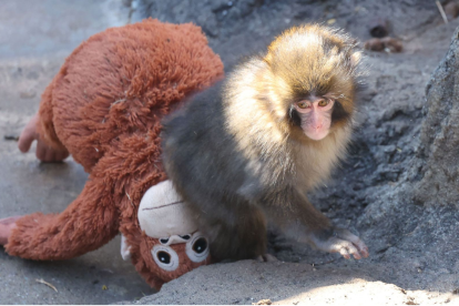 Punch, de solo siete meses, se ha convertido en el protagonista de Ichikawa