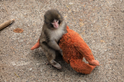 Punch abraza con fuerza su peluche, el compañero que lo ayudó a superar el rechazo materno y que ahora deberá dejar atrás para integrarse a su manada
