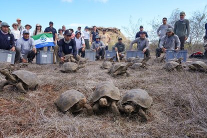 Un total de 158 tortugas gigantes fueron liberadas como parte del proyecto de restauración ecológica.