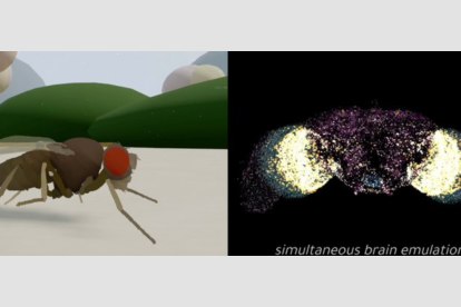 La simulación muestra una mosca digital controlada por el cerebro emulado de un insecto real