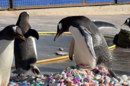 Pingüinos del zoológico de Edimburgo buscan la piedra ideal para conquistar a su pareja durante la temporada de apareamiento