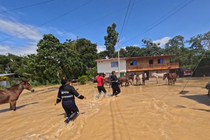 Habitantes de una comunidad rural de Muisne avanzan entre aguas turbias mientras intentan resguardar a sus animales tras las inundaciones provocadas por el temporal.