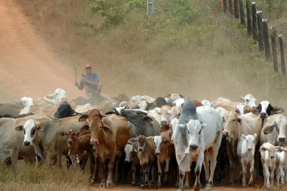 La disminución de animales no es casualidad; responde a factores estructurales