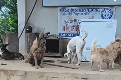 La cuidadora intenta mantener a los animales en lugares altos.