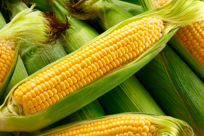 Agricultores ecuatorianos expresan preocupación por la posible llegada de maíz estadounidense subsidiado a menor precio al mercado local.