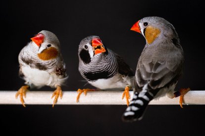 Estos hallazgos indican que las preferencias por algunos sonidos animales son más universales de lo que se creía