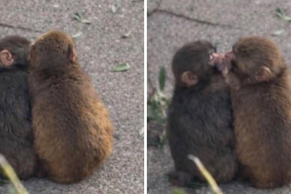 Punch enternece a las redes tras ser visto junto a su “novia” Momo-chan