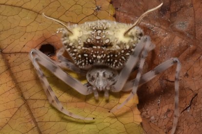 La araña Taczanowskia waska ha estado presente en la región por más de un siglo.