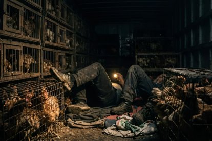 Trabajadores mientras descansan en un camión con aves, ya que no pudieron regresar a su hogar por el toque de queda.