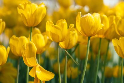 Flores amarillas 21 de marzo: tradición que celebra la llegada de la primavera y transmite buenos deseos de renovación y alegría.
