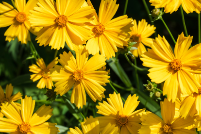 Regala flores amarillas este 21 de marzo: símbolo de alegría, renovación y buenos deseos que se viraliza en redes sociales.