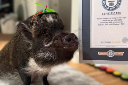 Merlin, el cerdo que 'habla' con botones, alcanza récord Guinness y conquista Instagram con más de 1.1 millones de seguidores.