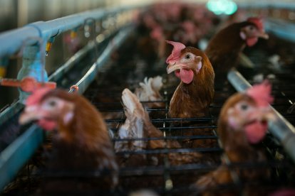 Ecuador es uno de los principales productores de huevos en la región