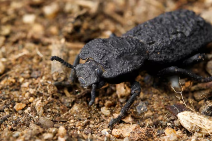 Los escarabajos de esta familia son comúnmente conocidos como “escarabajos de la madera”