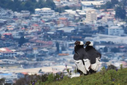 La imagen es de una pareja de cóndores con el fondo de la ciudad de Quito.