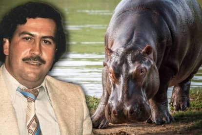 La población de hipopótamos, introducidos por Pablo Escobar, se salió de control y ya genera impactos ambientales.