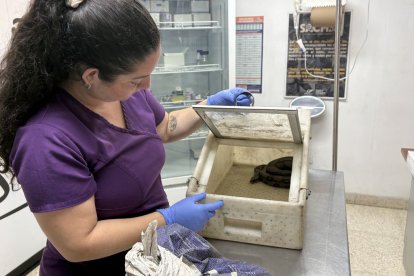 En los reptiles, el exceso de calor puede alterar el sexo de las crías o provocar la pérdida de huevos.