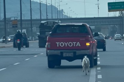 El perro corre en medio del tráfico en la vía a Daule mientras intenta alcanzar una camioneta.
