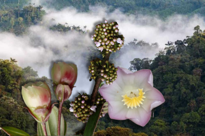 En los bosques nublados de los Andes ecuatorianos, tres especies del género Blakea salen a la luz, revelando la riqueza y fragilidad de la biodiversidad del país