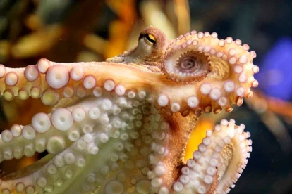 Los pulpos prehistóricos se sitúan en el mismo rango de tamaño que el Mosasaurus hoffmannii