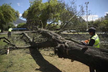En varios tramos se retirarán árboles en riesgo.