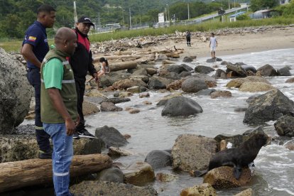 Curiosos observan en Playa Las Palmas la presencia del lobo marino rescatado por bomberos de Esmeraldas, antes de ser devuelto a su hábitat natural.