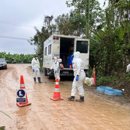 En la entrada a la finca donde se detectó el hongo se realizan estrictas medidas de bioseguridad