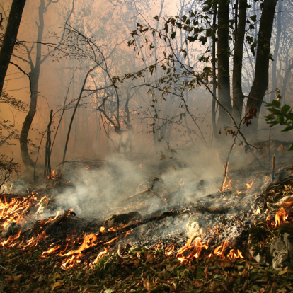 Incendio forestal se registró en el norte de Guayaquil.