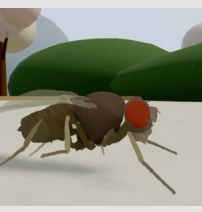 La simulación muestra una mosca digital controlada por el cerebro emulado de un insecto real