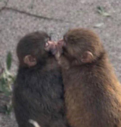 Punch enternece a las redes tras ser visto junto a su “novia” Momo-chan