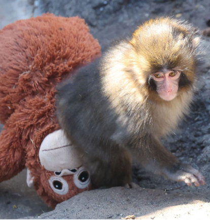 Punch, de solo siete meses, se ha convertido en el protagonista de Ichikawa