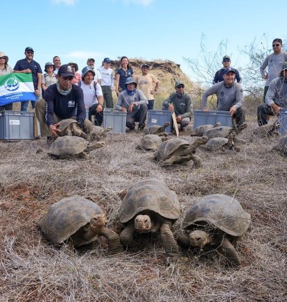 Un total de 158 tortugas gigantes fueron liberadas como parte del proyecto de restauración ecológica.