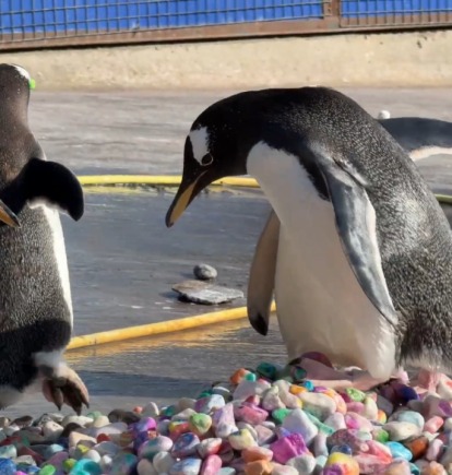 Pingüinos del zoológico de Edimburgo buscan la piedra ideal para conquistar a su pareja durante la temporada de apareamiento