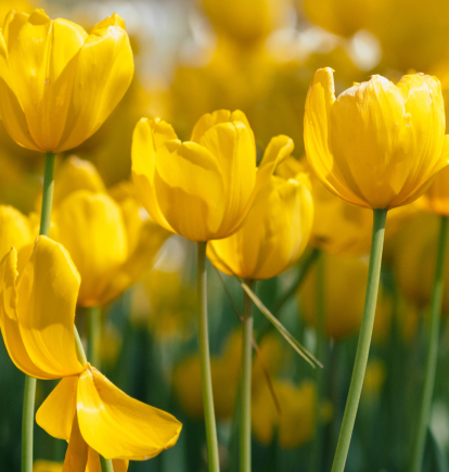 Flores amarillas 21 de marzo: tradición que celebra la llegada de la primavera y transmite buenos deseos de renovación y alegría.