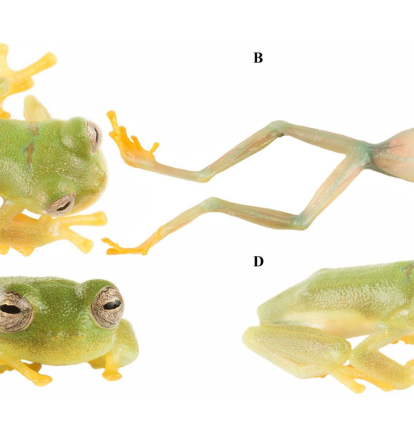 Un equipo de investigadores ha descubierto una nueva especie de 'rana de cristal' en la reserva de El Quimi, un santuario natural considerado como un auténtico 'mundo perdido' para los anfibios.