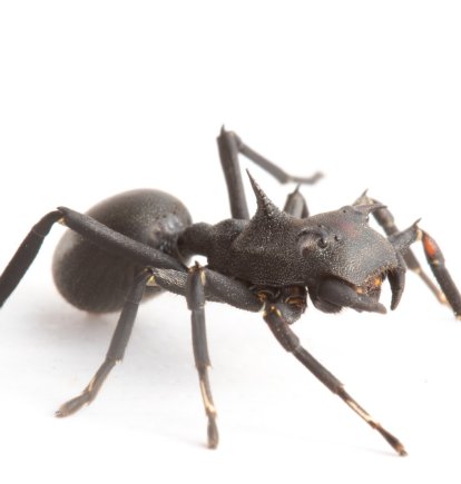 La nueva especie Aphantochilus rainbow fue encontrada en la copa de los árboles del Parque Nacional Yasuní